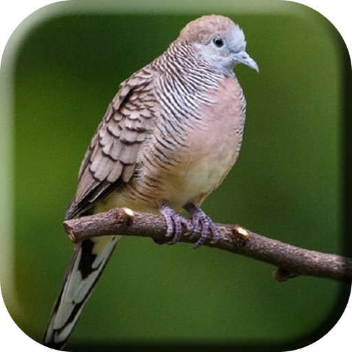 Suara Burung Perkutut Bangkok