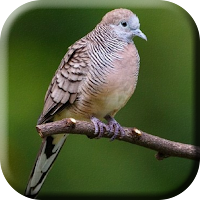 Suara Burung Perkutut Bangkok