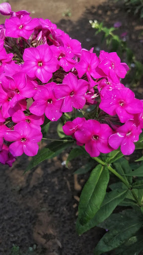 Phlox Wallpaper