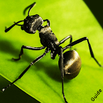Cover Image of ดาวน์โหลด Guide for The Ants Underground Kingdom 1.33.9 APK