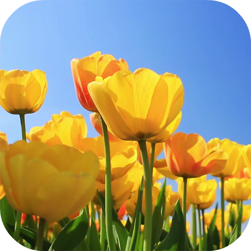 Tulips 4K Video Live Wallpaper logo