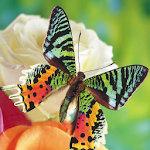 Butterflies Jigsaw Puzzles Apk