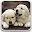Puppies Live Wallpaper Download on Windows