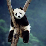 Cute Panda Wallpapers HD icon