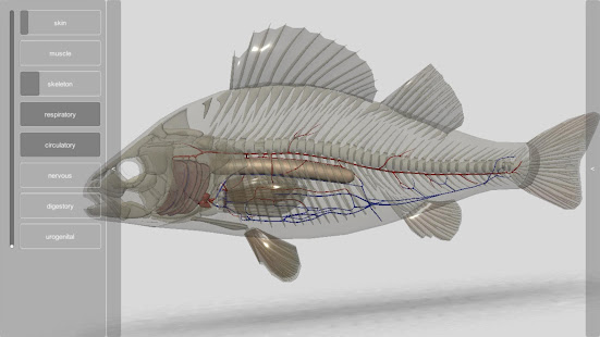 3D Fish Anatomy