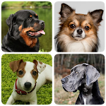 Cover Image of Baixar Dog Breeds - Quiz about all dogs of the world! 1.98 APK