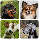 Dog Breeds - Quiz about all dogs of the world! icon