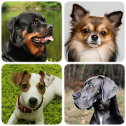 Dog Breeds - Quiz about all dogs of the world!
