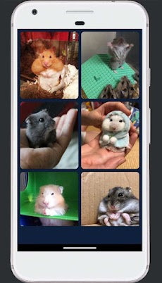 Wallpaper Hamster hd funyのおすすめ画像3