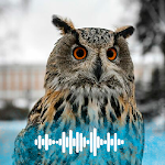 Cover Image of Download Owl sounds Ringtones  APK