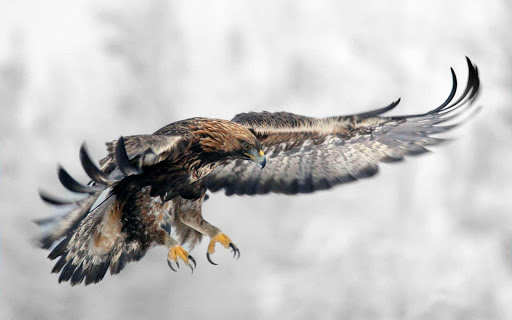 Best Eagle Wallpapers Screen 3