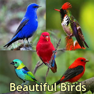 Beautiful Birds Wallpaper 2.7 APK + Mod (Free purchase) for Android