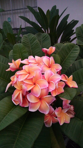 Android application Plumeria Wallpapers screenshort