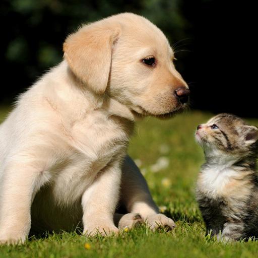 Nice Animals Wallpapers logo