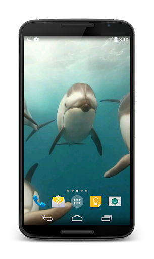 Android application Dolphins Video Live Wallpaper screenshort