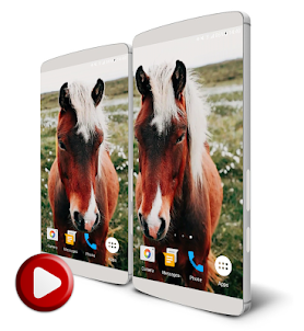Horses Video Live Wallpaper