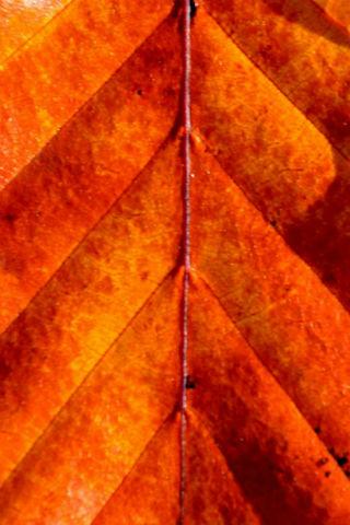 Autumn Wallpapers Screen 3