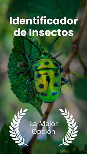 Vista previa de la aplicación