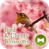 Bird & Cherry Blossoms Theme icon