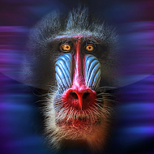 Monkey Live Wallpaper - Latest version for Android - Download APK