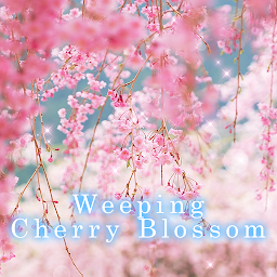 Ikoonprent Weeping Cherry Blossom