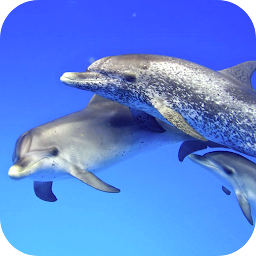 Icoonafbeelding voor Dolphins Video Live Wallpaper