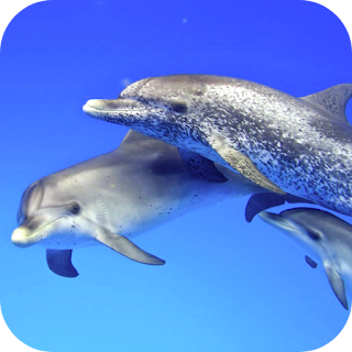 Dolphins Video Live Wallpaper apk