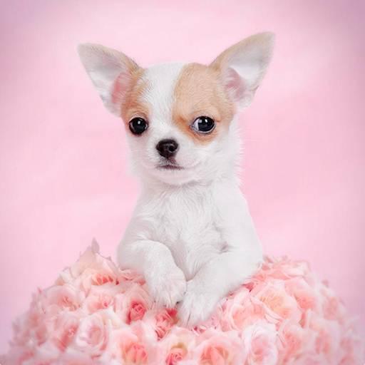 Chihuahua Dog Wallpapers Hd  Icon