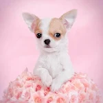 Cover Image of ดาวน์โหลด Chihuahua Dog Wallpapers Hd 3.1 APK