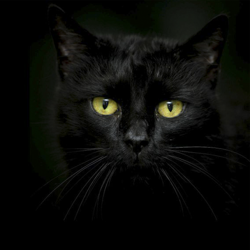 Black cats Live Wallpaper  Icon