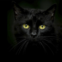 Черные кошки живые обои