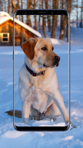 Labrador Wallpapers and Backgrounds