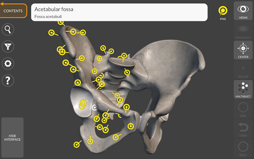 Screenshot of 3D Anatomy for the Artist