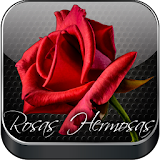 Rosas Rojas Hermosas y Petalos icon