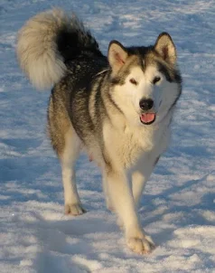 Alaskan Malamute Dog Images
