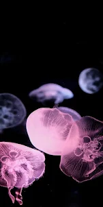 Jellyfish phone wallpapers