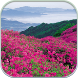HD Mountain Flower Wallpaper icon