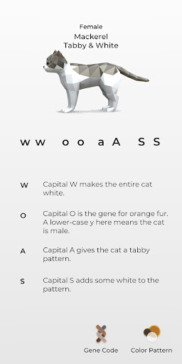 Cat Color Patterns Screen 3