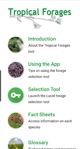 Tropical Forages
