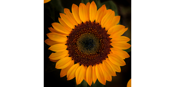 Ladybug Sunflower Theme ‒ Applications sur Google Play