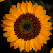 Sunflower Wallpapers - Androidアプリ