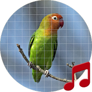 Lovebird sounds ~ Sboard.pro