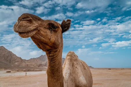 Camel sound
