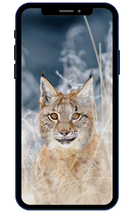 Lynx Wallpapers Unknown