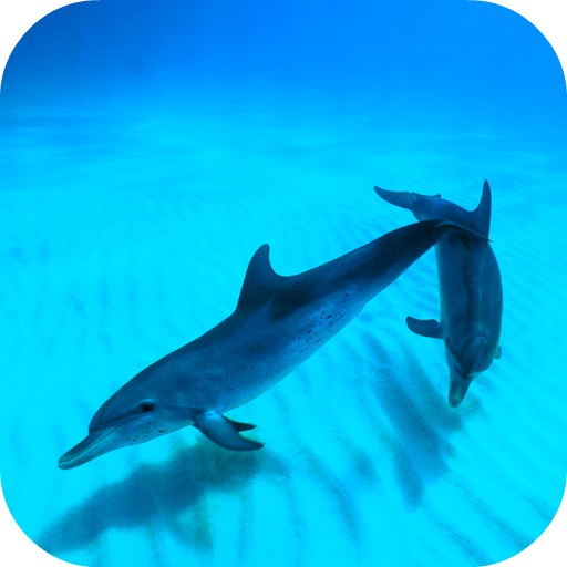 Wild Dolphins Video Wallpaper 12.0 Icon