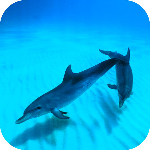 Wild Dolphins Video Wallpaper logo