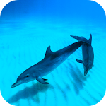 Cover Image of Download Wild Dolphins Video Wallpaper  APK