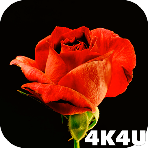 4K Red Rose Video Live Wallpap  Icon