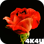Cover Image of Download 4K Red Rose Video Live Wallpap  APK