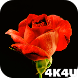 4K Red Rose Video Live Wallpaper icon